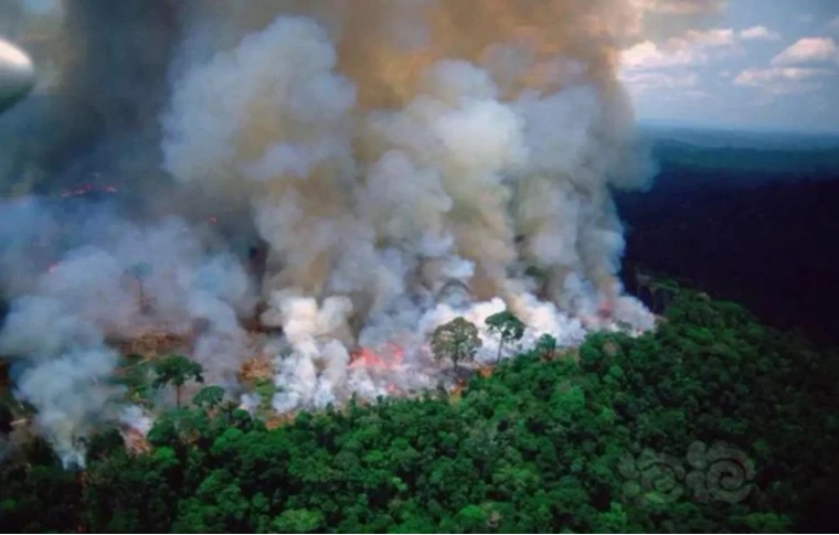 Deforestation in Brazil Caused Fires, The Amazon Forest Reduced By 4,640 Squa...